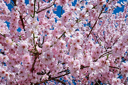 japanese cherry trees 2168858 450 300