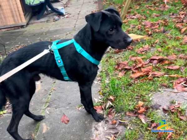 Hund ausgesetzt 450x300